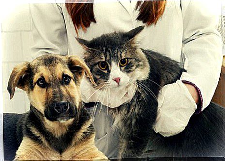 Dog Cat Vet