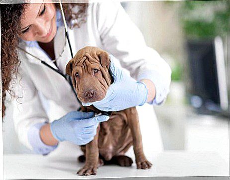 Veterinarian