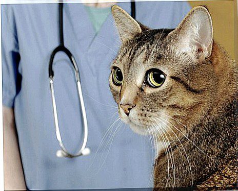 Veterinarians at home: what profession is it?